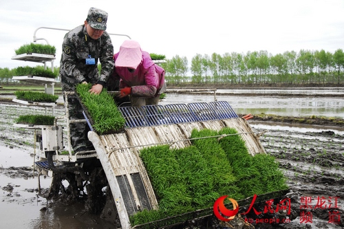 鴨綠河農(nóng)場武裝部成立了由30名骨干民兵組成的民兵助農(nóng)備耕突擊隊，助力春耕生產(chǎn)。